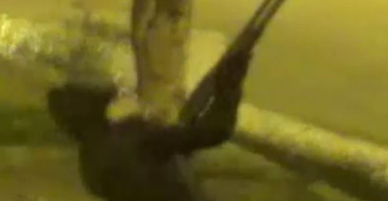 La realidad de las armas en Chile conmocionó a tuiteros