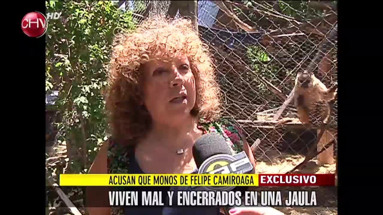 Acusan que monos de Camiroaga viven en mal estado y encerrados