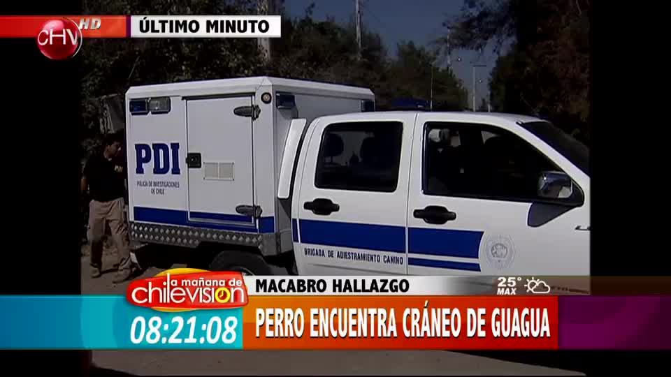 Perro encontró cráneo de guagua en un campo de San Felipe