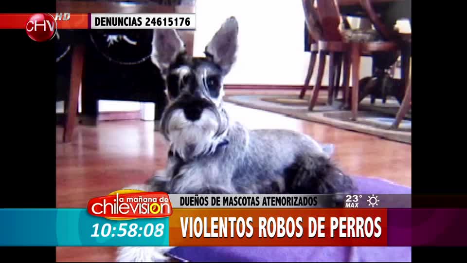 Cada vez es mayor el robo de perros de raza en Santiago