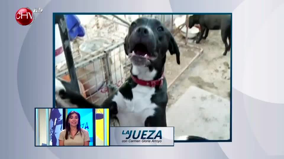 “Exijo que regale los vecinos porque tiene muchos perros y el olor molesta” | Parte 3