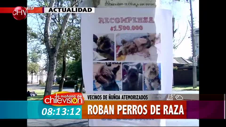 Preocupación por el robo de perros de raza en Ñuñoa