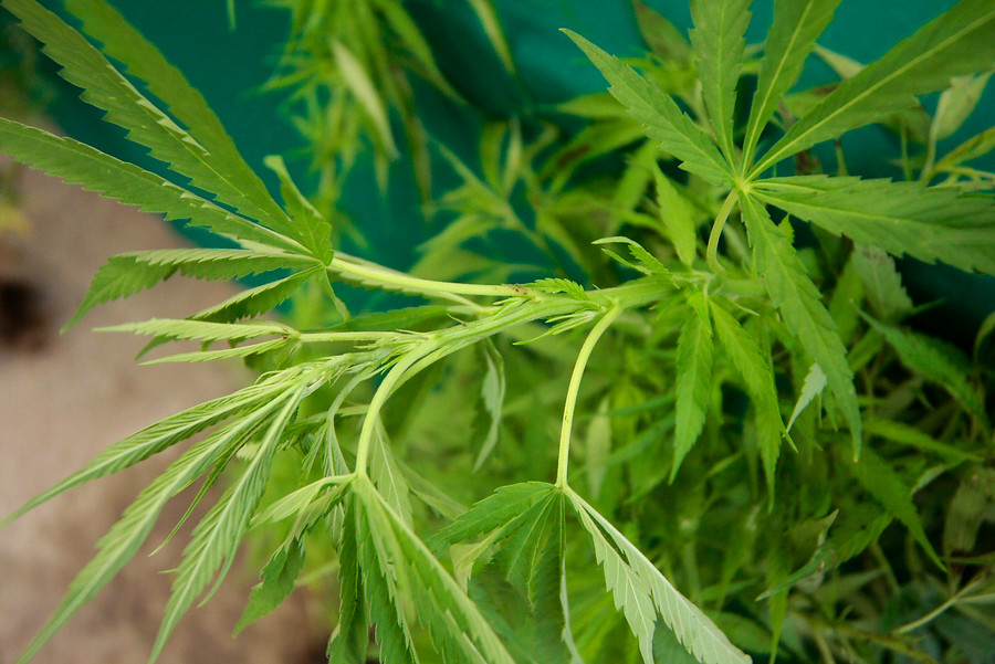 Detienen a padre e hijo profesionales del cultivo de marihuana in door