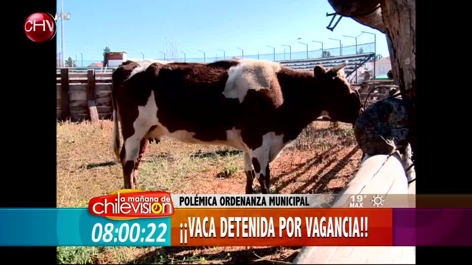 Revuelo ha causado la detención de una vaca en Limache