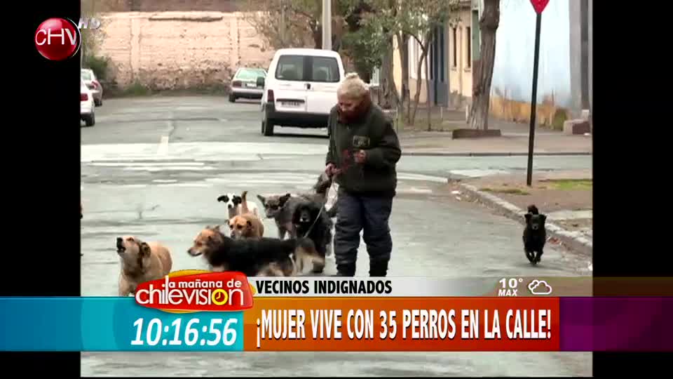 Mujer vive en la calle con 35 perros y provoca conflicto en vecindario
