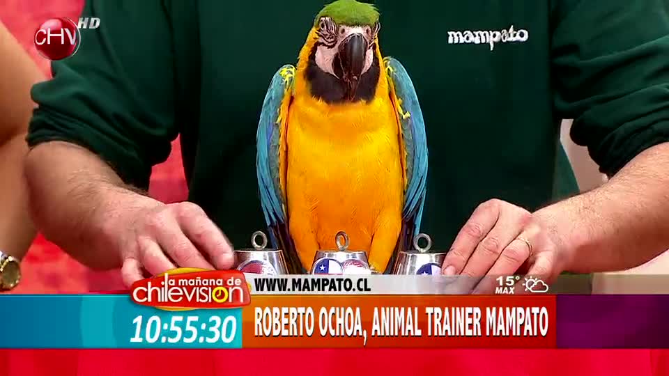 Guacamayo “Aquiles” predice al ganador entre Chile y Holanda