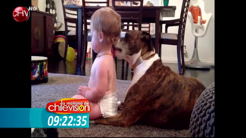 Diviértete con los videos que están arrasando en la web