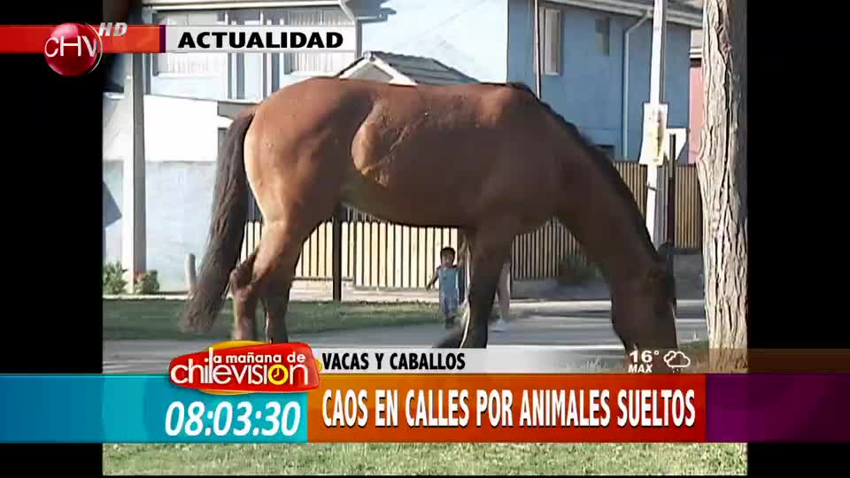 Vacas y caballos se pasean por calles de Estación Central