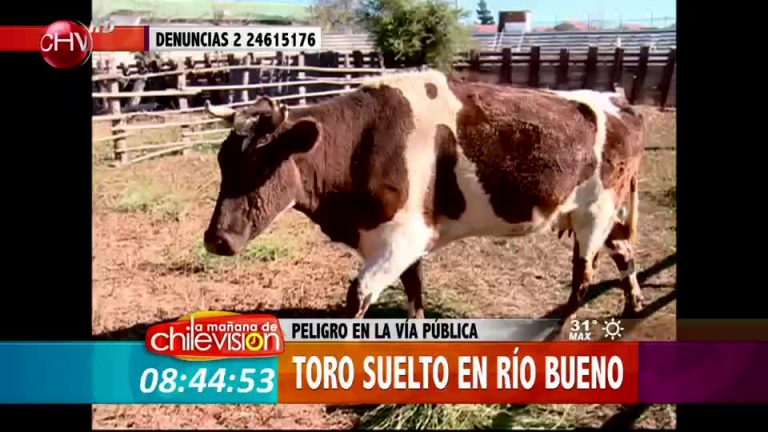 Toro suelto en la vía pública provocó alarma en Río Bueno