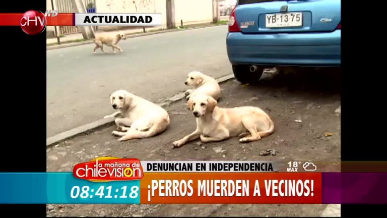 Perros atacan y muerden a vecinos de Independencia