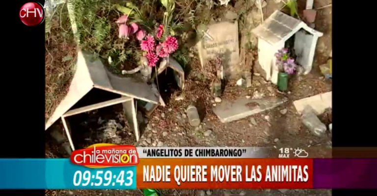 Familias se niegan a mover animitas por construcción de carretera en Chimbarongo