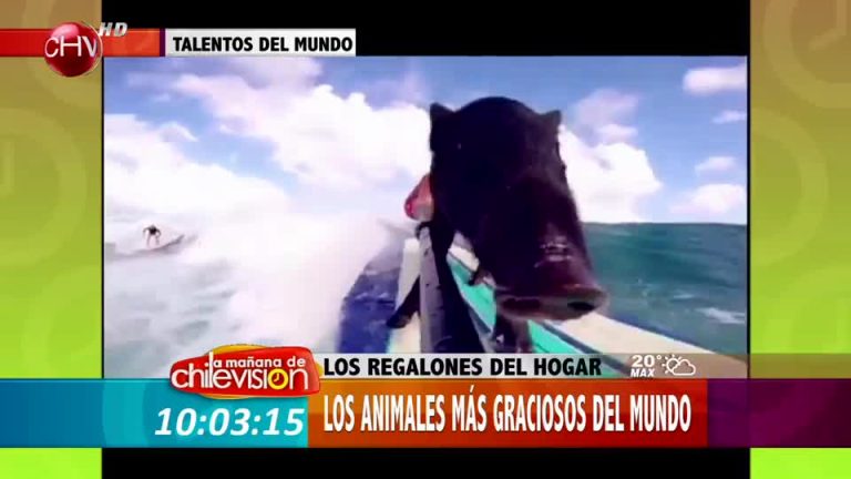 Regalones: Disfruta con los animales más graciosos del mundo