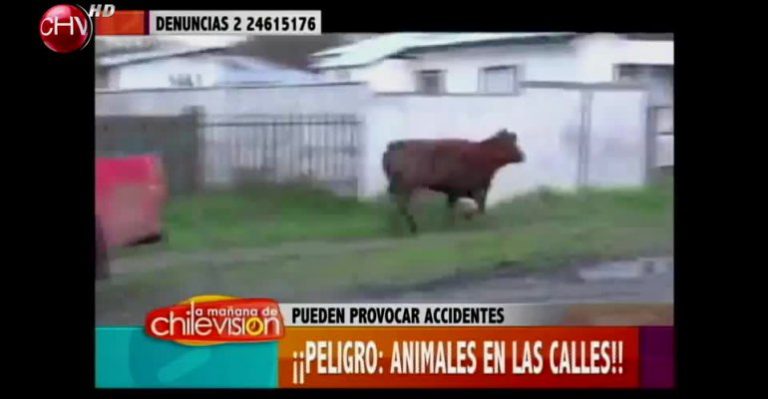 Peligro: Animales en las calles