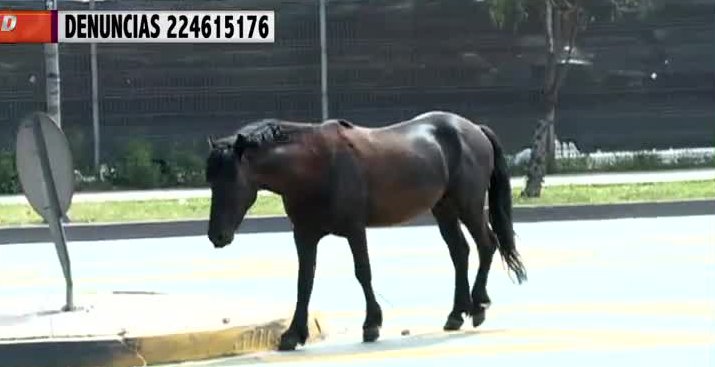 Caballos en plena vía pública atemorizan a vecinos de Renca
