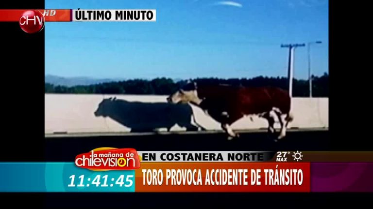 Toro provocó accidente en Costanera Norte (Parte 2)