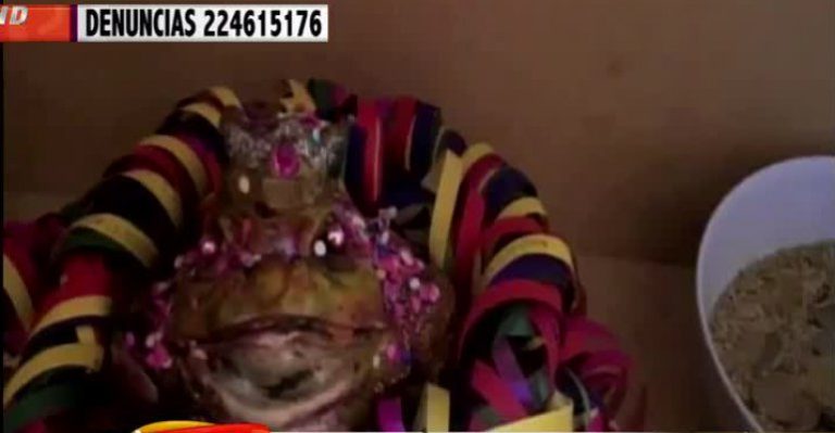 Prostíbulo clandestino de Arica tenía de altar a un sapo
