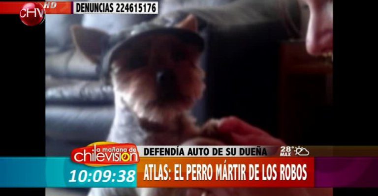 Familia angustiada por muerte de perro tras asalto y robo de su vehículo