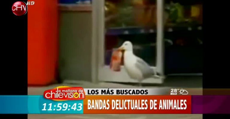 Los más buscados: Bandas delictuales de animales que se roban todo