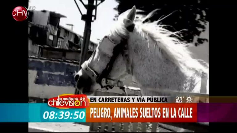 En carreteras y vía pública: peligro, animales sueltos en la calle(Parte 1)
