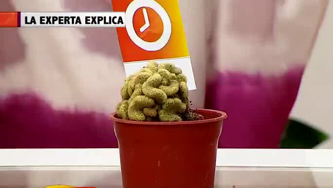 Mira un buen regalo de navidad para el hogar