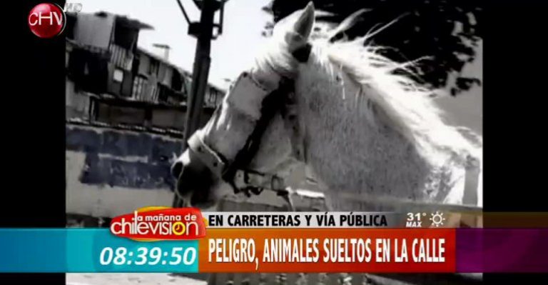 En carreteras y vía pública: peligro, animales sueltos en la calle