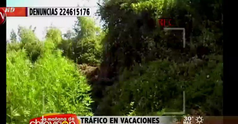 Desbaratan más de 11 mil plantas de marihuana en la Sexta Región