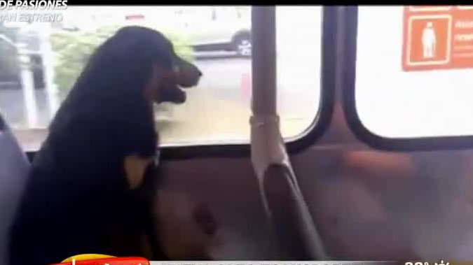 Revive insólitas situaciones que han ocurrido en el Transantiago