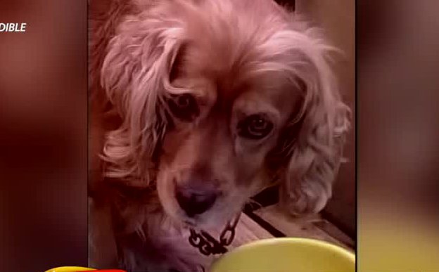 Profunda tristeza existe en una familia que denuncia que su perro fue asfixiado