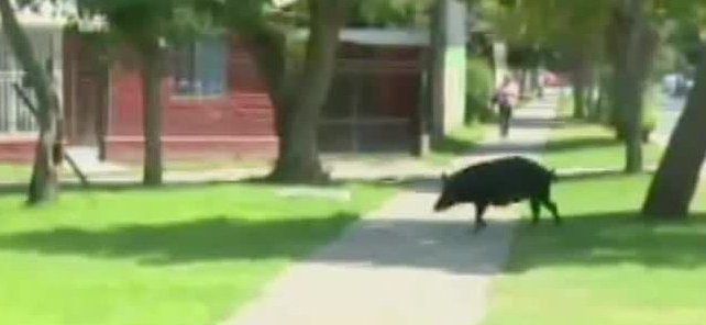 Chanchos y caballos viven libremente entre vecinos de Renca