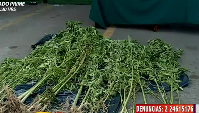 Mujer arrendaba casa para el cultivo de marihuana