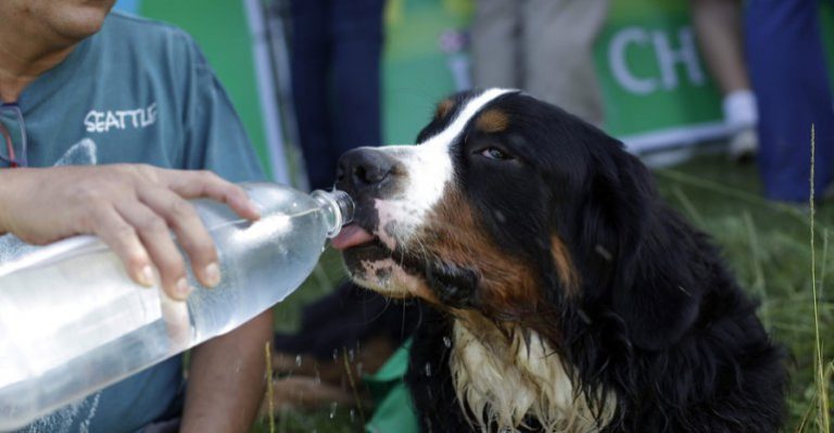 Consejos para que su mascota no sufra con las altas temperaturas
