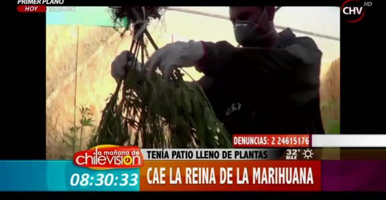 Reina de la Marihuana cultivava 120 plantas y sabía de botánica