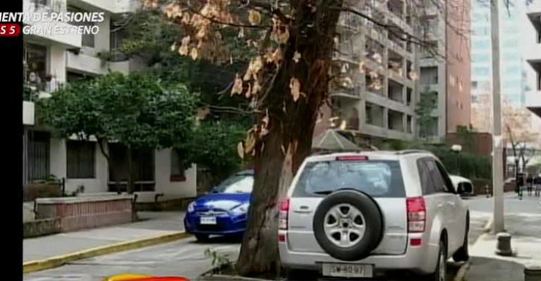 Chile insólito: Letreros mal escritos y árboles en medio de la calle sorprenden a la web