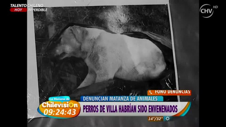 Vecinos denuncian cruel matanza de perros (Parte 1)