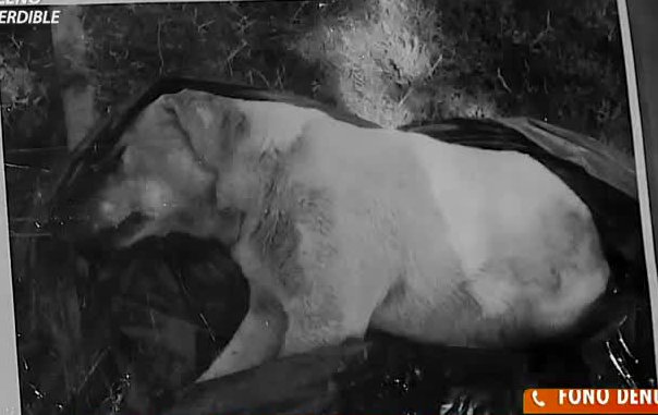 Vecinos denuncian cruel matanza de perros (Parte 2)