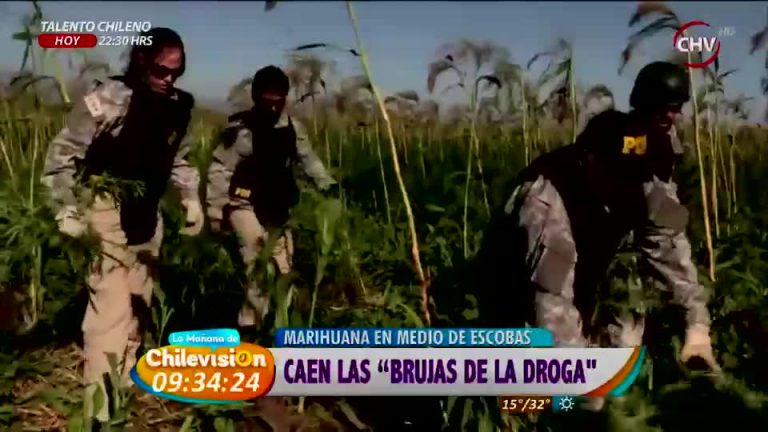 Las “Brujas de la droga” tenían plantación de marihuana en medio de otros cultivos (1/2)