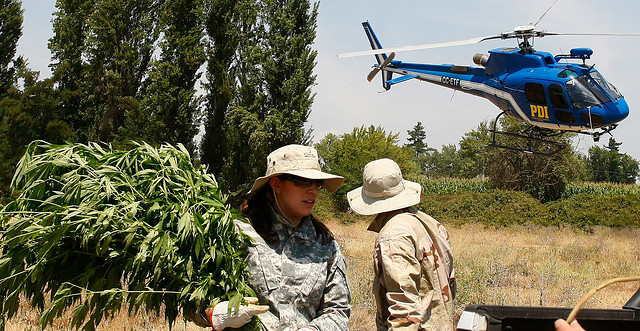 Las “Brujas de la droga” tenían plantación de marihuana en medio de otros cultivos