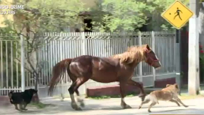 El peligro que existe por animales sueltos en la vía pública