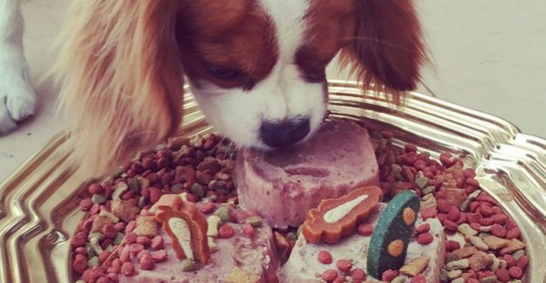 Coté López le celebró el cumpleaños su perro en apoteósica fiesta