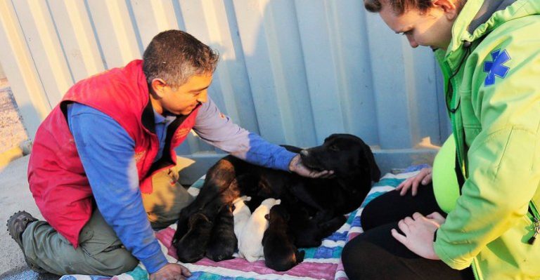 La milagrosa historia de la negra y sus cachorros que sobrevivieron al incendio