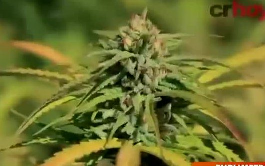 ¿Le daría marihuana a su hijo con fines terapéuticos?