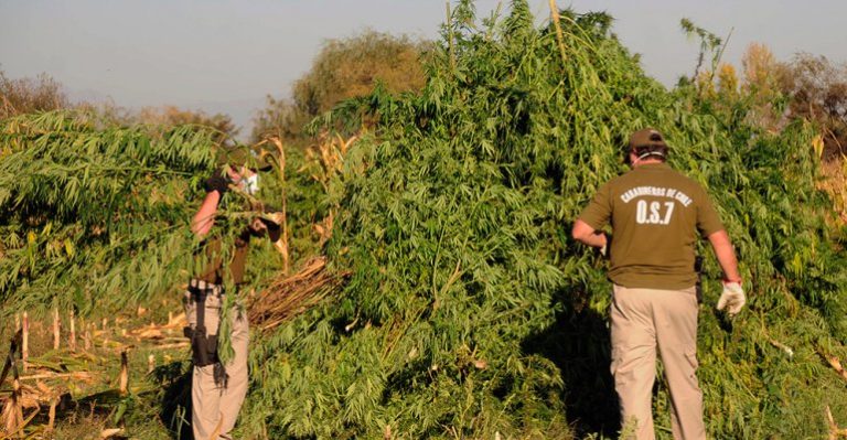 Reyes de la Marihuana: Escondían 43 mil plantas de cannabis en terreno