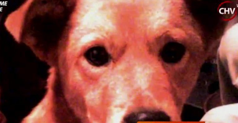 Dueña de mascota denuncia a veterinaria por perder a su perro