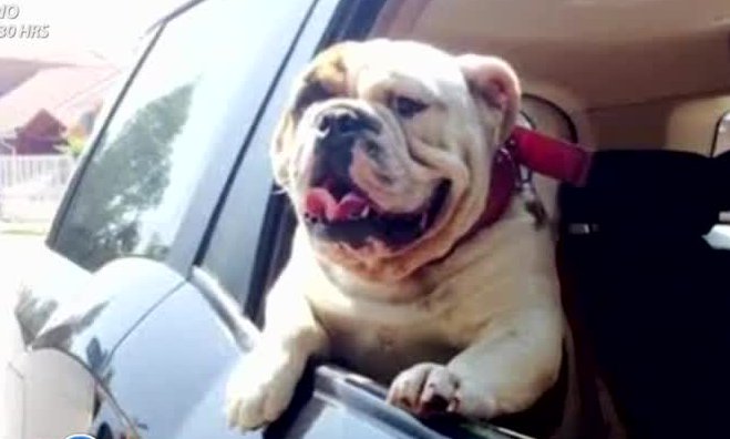 Cathy Barriga fue víctima del robo de su mascota