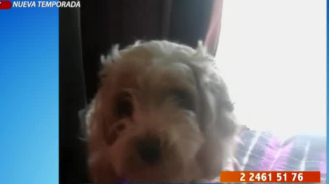 Denuncian a clínica veterinaria por muerte de perrita tras ser esterilizada