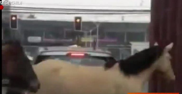 Alarma generó en Huechuraba ver caballos sueltos por las calles