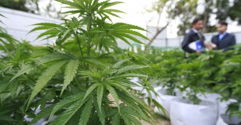 Carta de las Sociedades Médicas sobre la discusión del autocultivo de marihuana en Tolerancia Cero