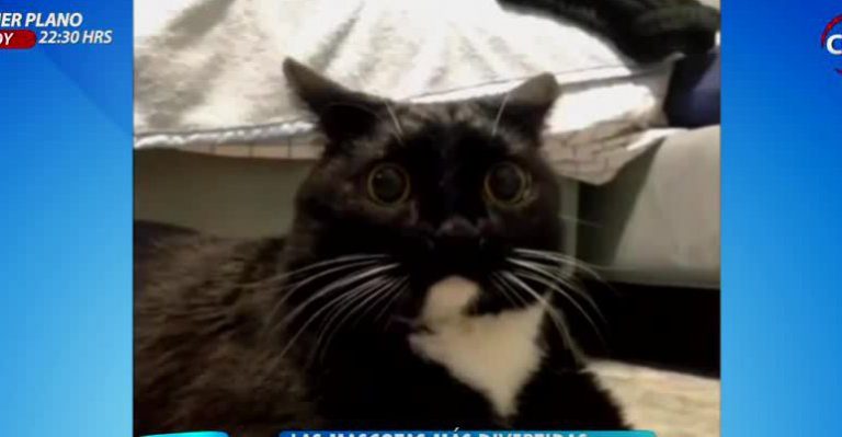 Revisa los más graciosos videos de tiernos gatos que inundan la web