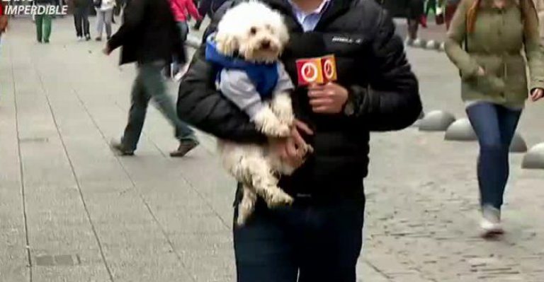 ¿Qué haría si va por la calle y le piden cuidar un perro?