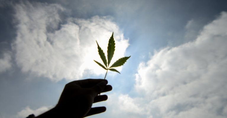 Carta Fundación Daya a sociedades médicas por debate de autocultivo de marihuana